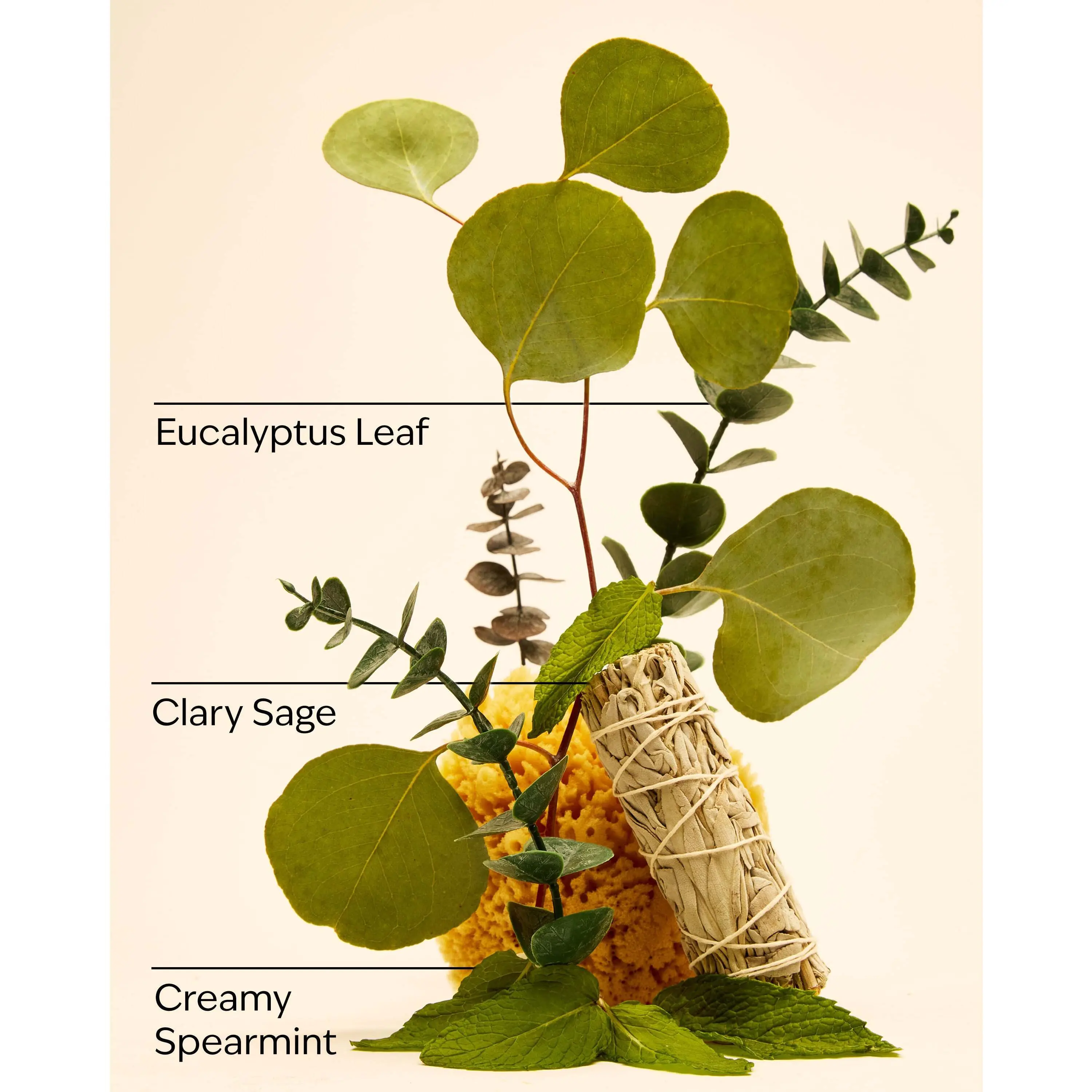 Eucalyptus Spearmint Moisturizing Shampoo - Image 3