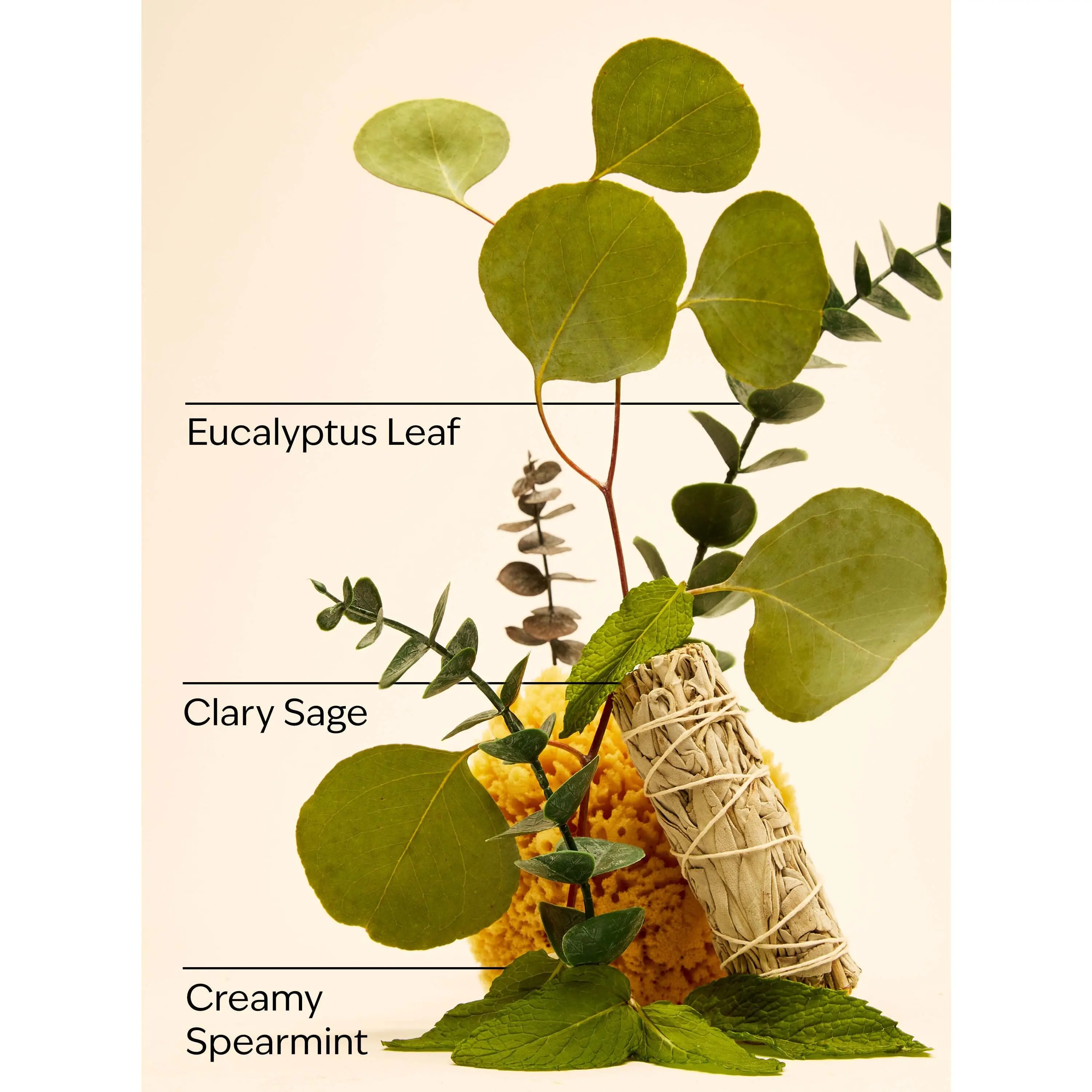 Eucalyptus Spearmint Gift Set - Image 3
