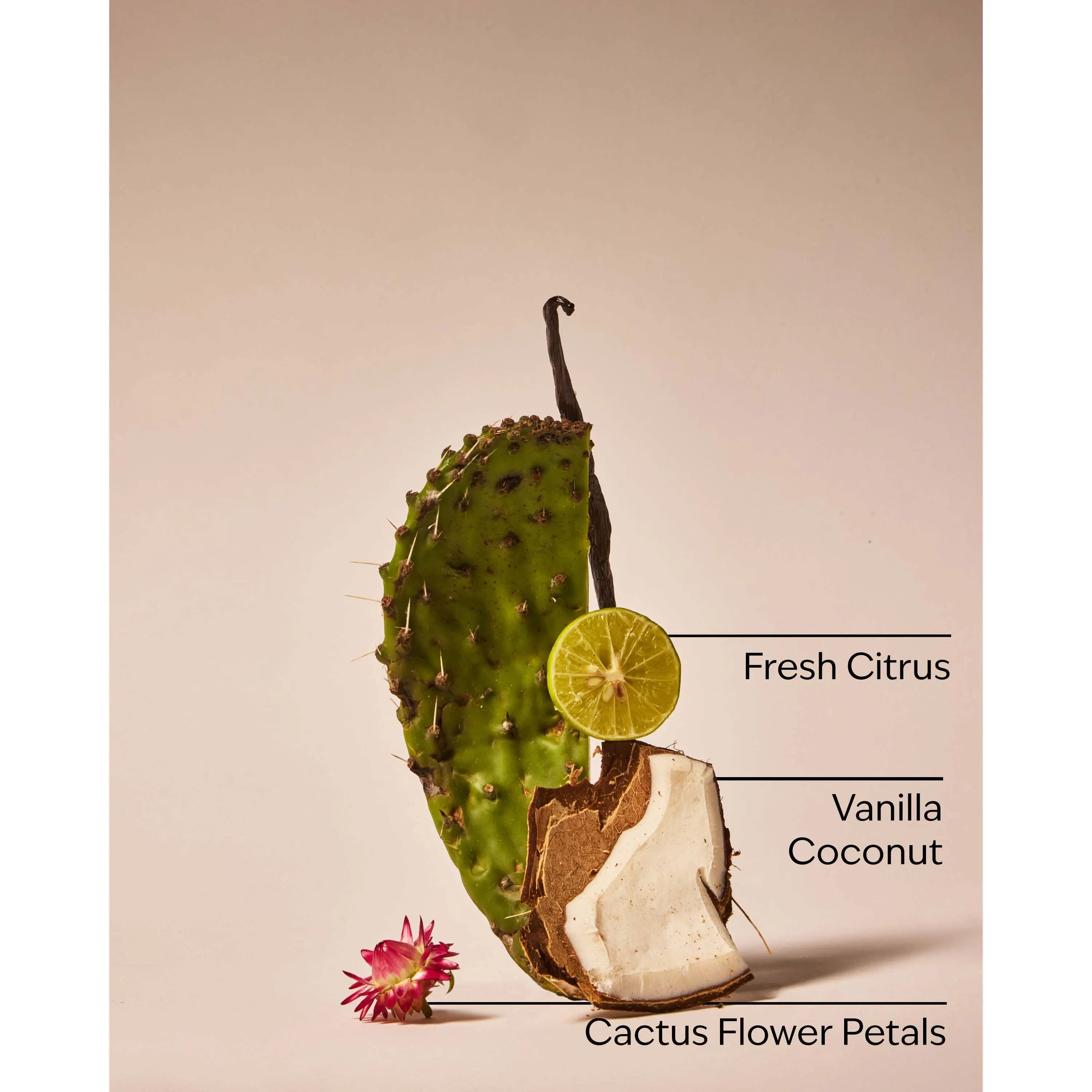 Cactus Blossom Dryer Sheets - Image 3