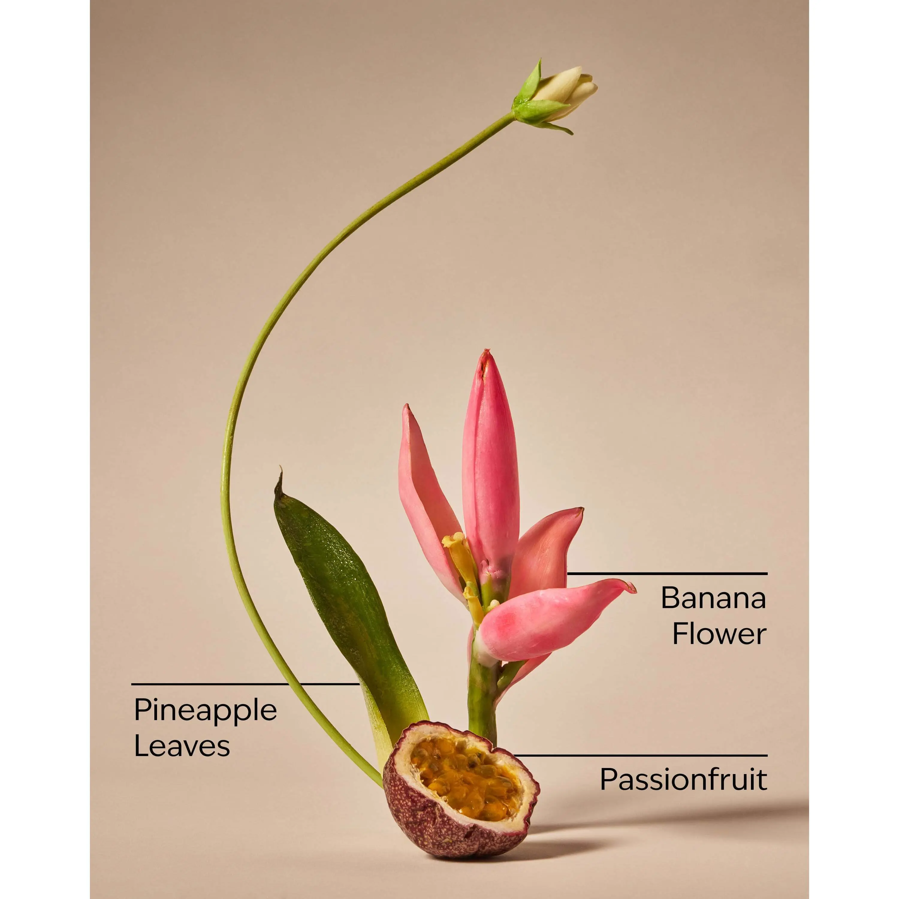 Bahamas Passionfruit & Banana Flower Body Lotion - Image 3